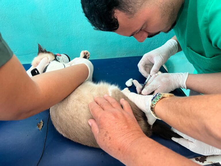 Centro de Zoonoses de Bayeux oferece exames para castração de felinos